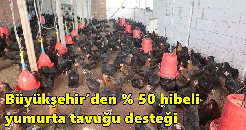 Büyükşehir’den % 50 hibeli yumurta tavuğu desteği