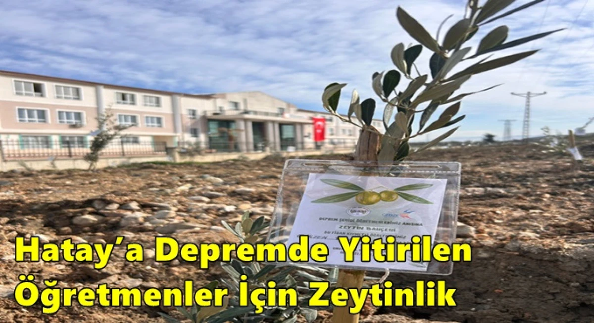 Hatay&rsquo;a Depremde Yitirilen &Ouml;ğretmenler İ&ccedil;in Zeytinlik